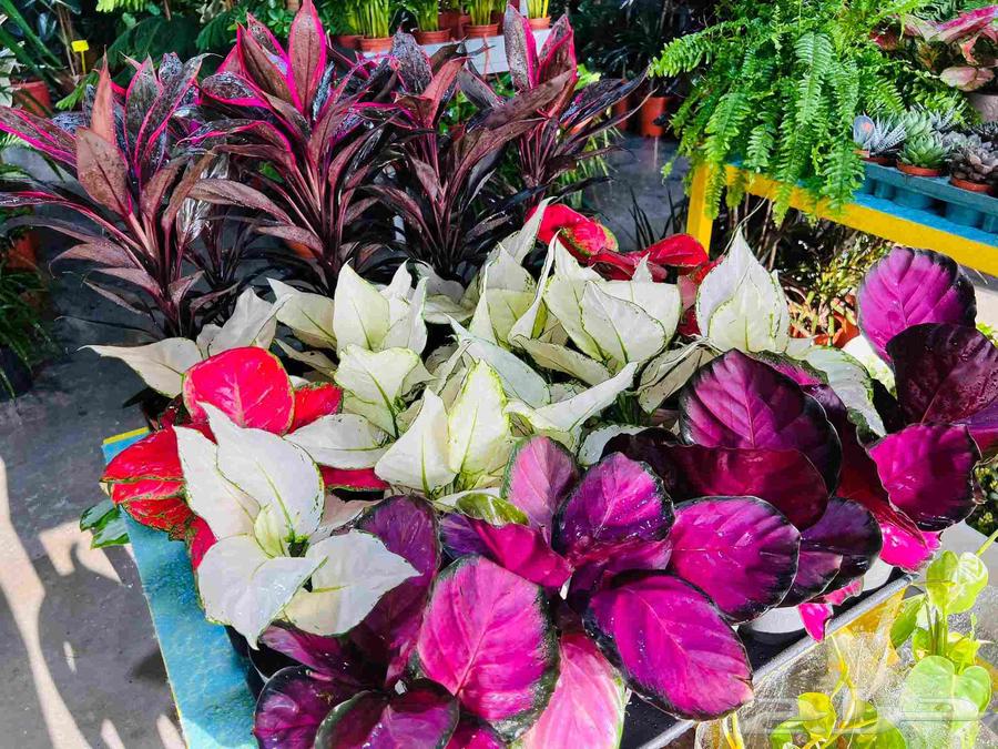 Pine Landscape Design64582708940033112