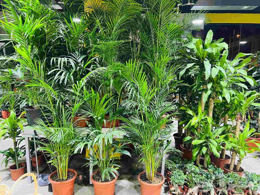 Pine Landscape Design64582708940033113