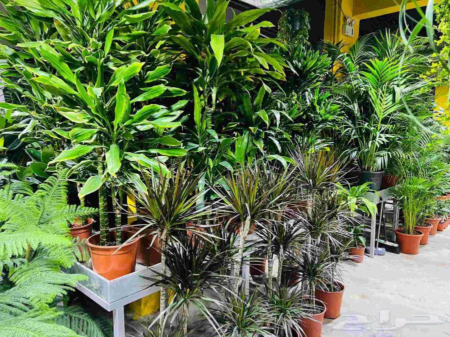 Pine Landscape Design64582708940033114