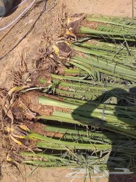 مزارع ابو سجده64582708500482113