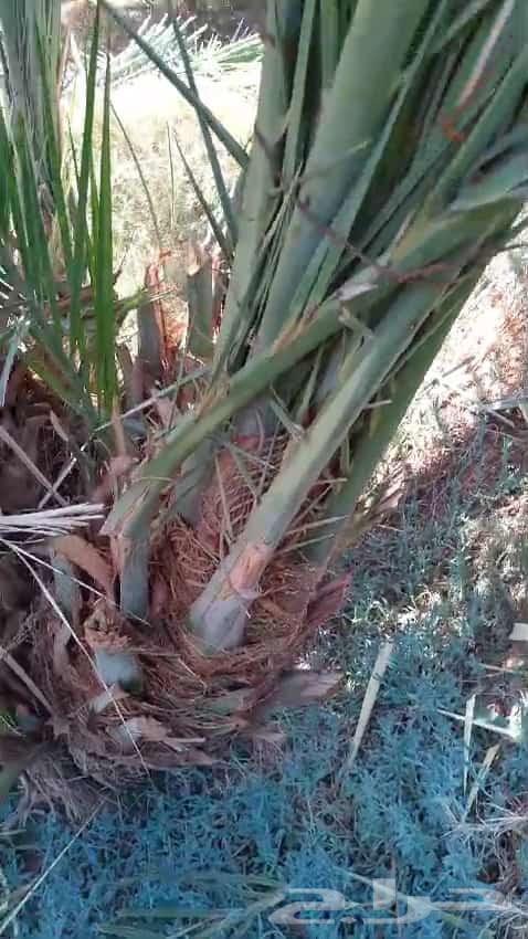 We install fences and palm trees, sports field fences, all types of fencing64582644640001114