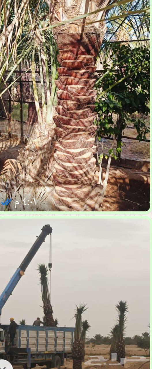 Agricultural Engineer for Farm and Resort Design and Maintenance64582739672961110