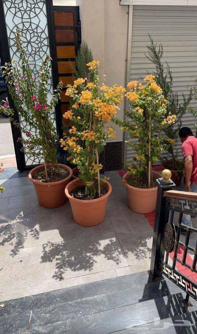 تنسيق الحدائق والزراعة64582770780931112