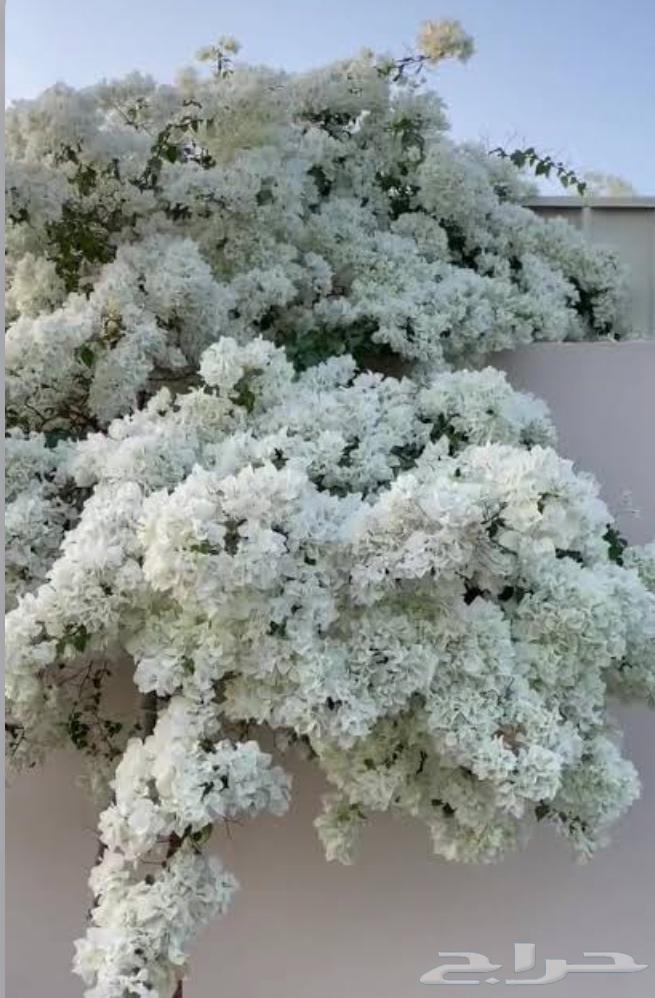 منسق جميع أنواع شجرة الجهنمي وجميع أنواعه64579992713473114