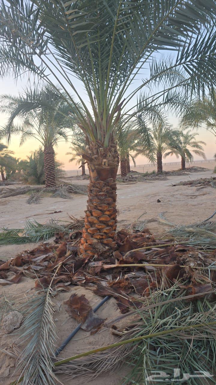 Agricultural Engineer for Farm and Resort Design and Maintenance64582739672961113