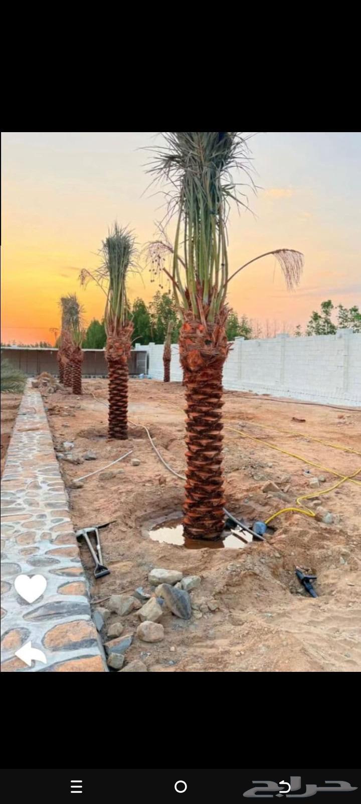 مقولات شبوك ونخيل في أنحاء المملكه العربيه السعوديه64589643062274110