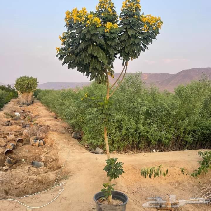 مزارع ابو سجده64582708500482110