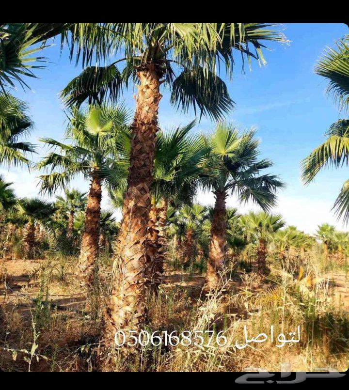 We install mashrabiya in all types64589670413827112