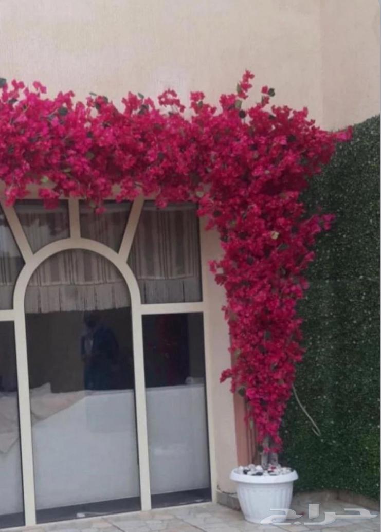 منسق جميع أنواع شجرة الجهنمي وجميع أنواعه64579992713473111