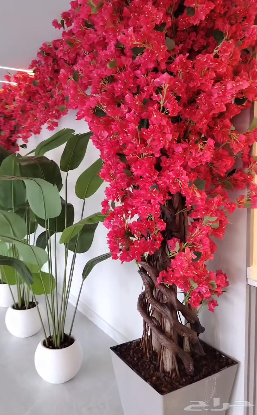 منسق جميع أنواع شجرة الجهنمي وجميع أنواعه64579992713473112