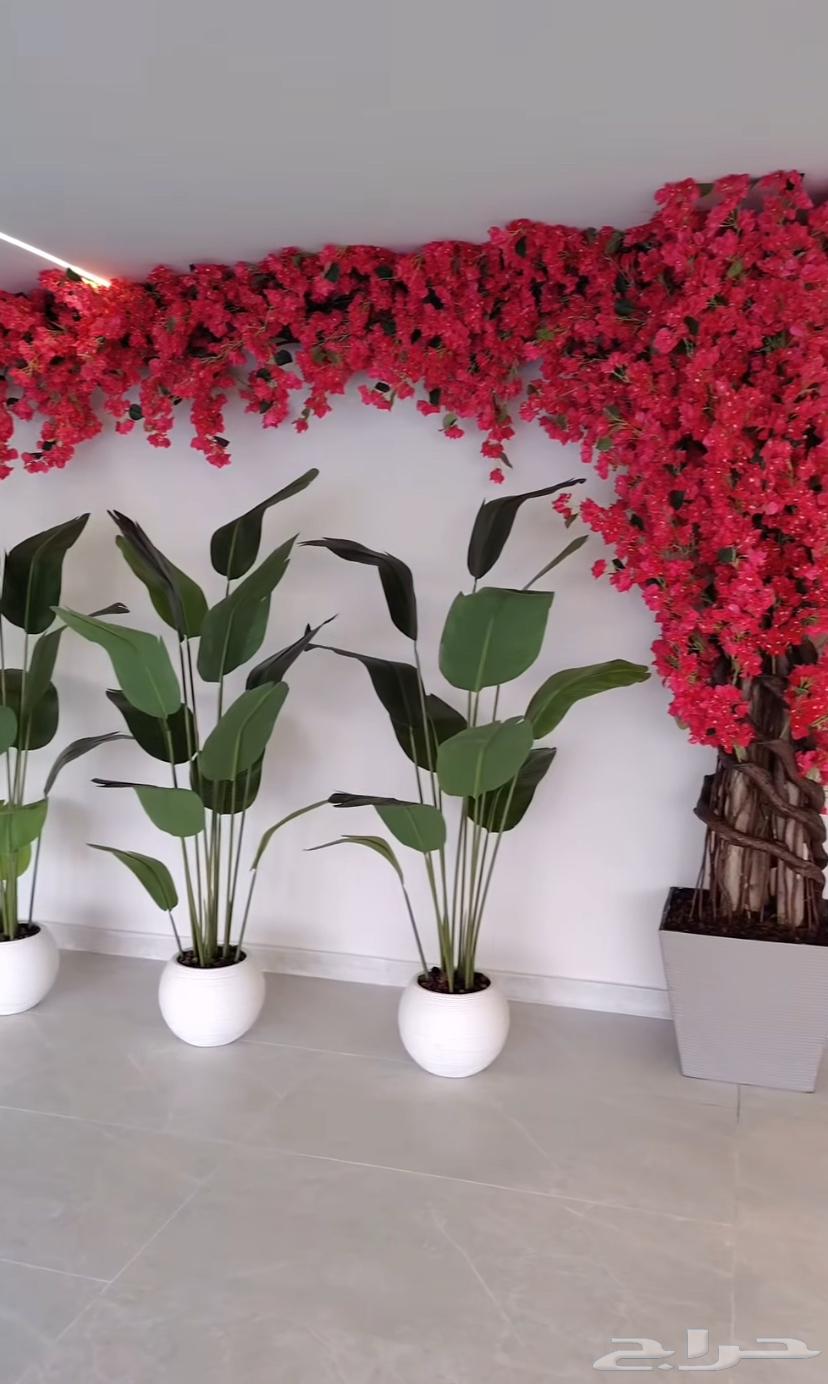 منسق جميع أنواع شجرة الجهنمي وجميع أنواعه64579992713473113