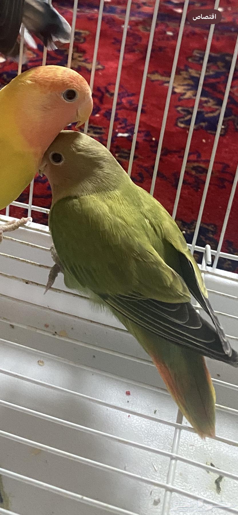 The bird flew away from me the day before yesterday, if anyone saw it and can catch it, please contact me64582643776898110
