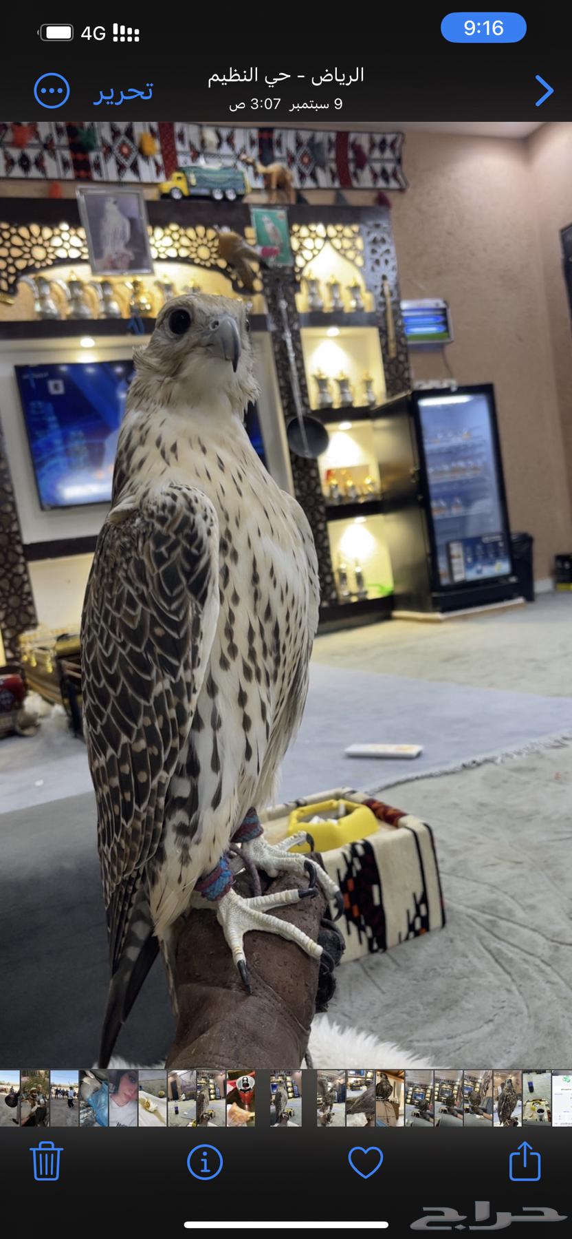 عازف ربابة لجميع المناسبات والفعاليات64582754865539111