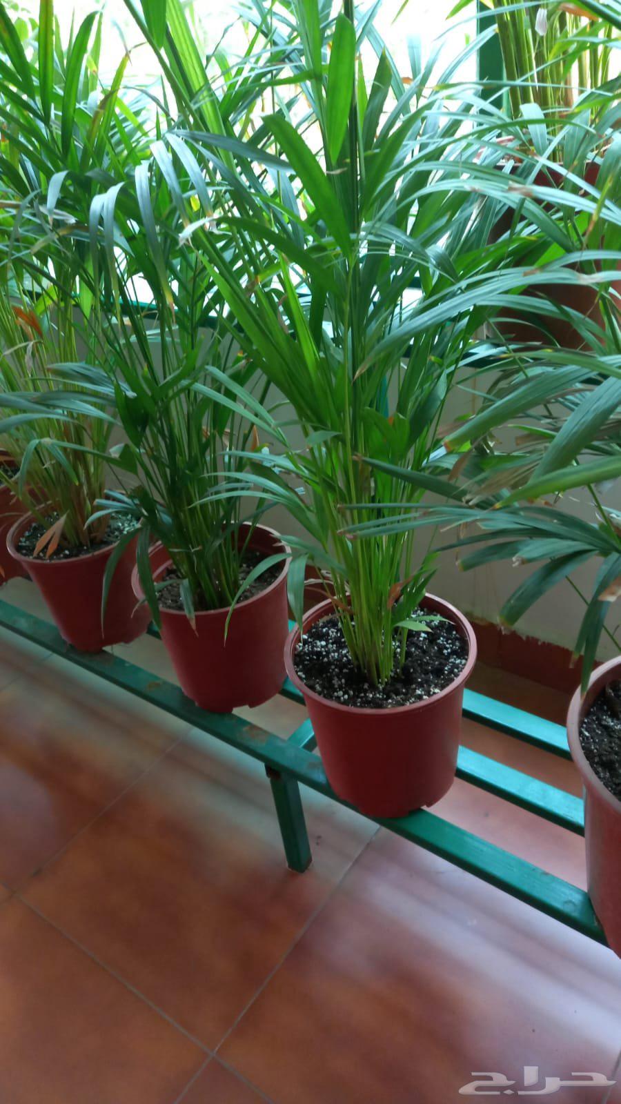 تنسيق الحدائق والزراعة64582770780931113