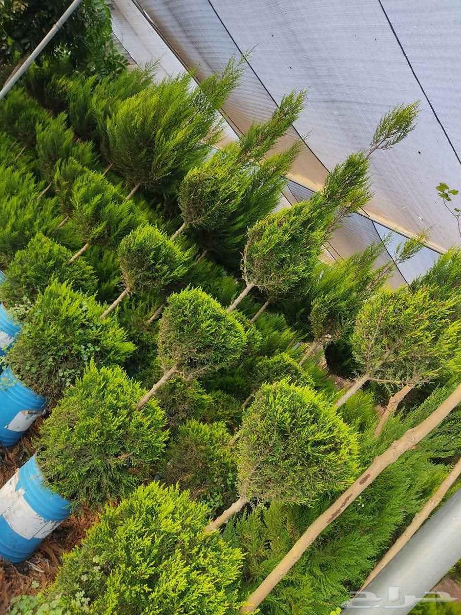 Gardens landscaping, natural grass planting and trees pruning and trimming64582755038338110