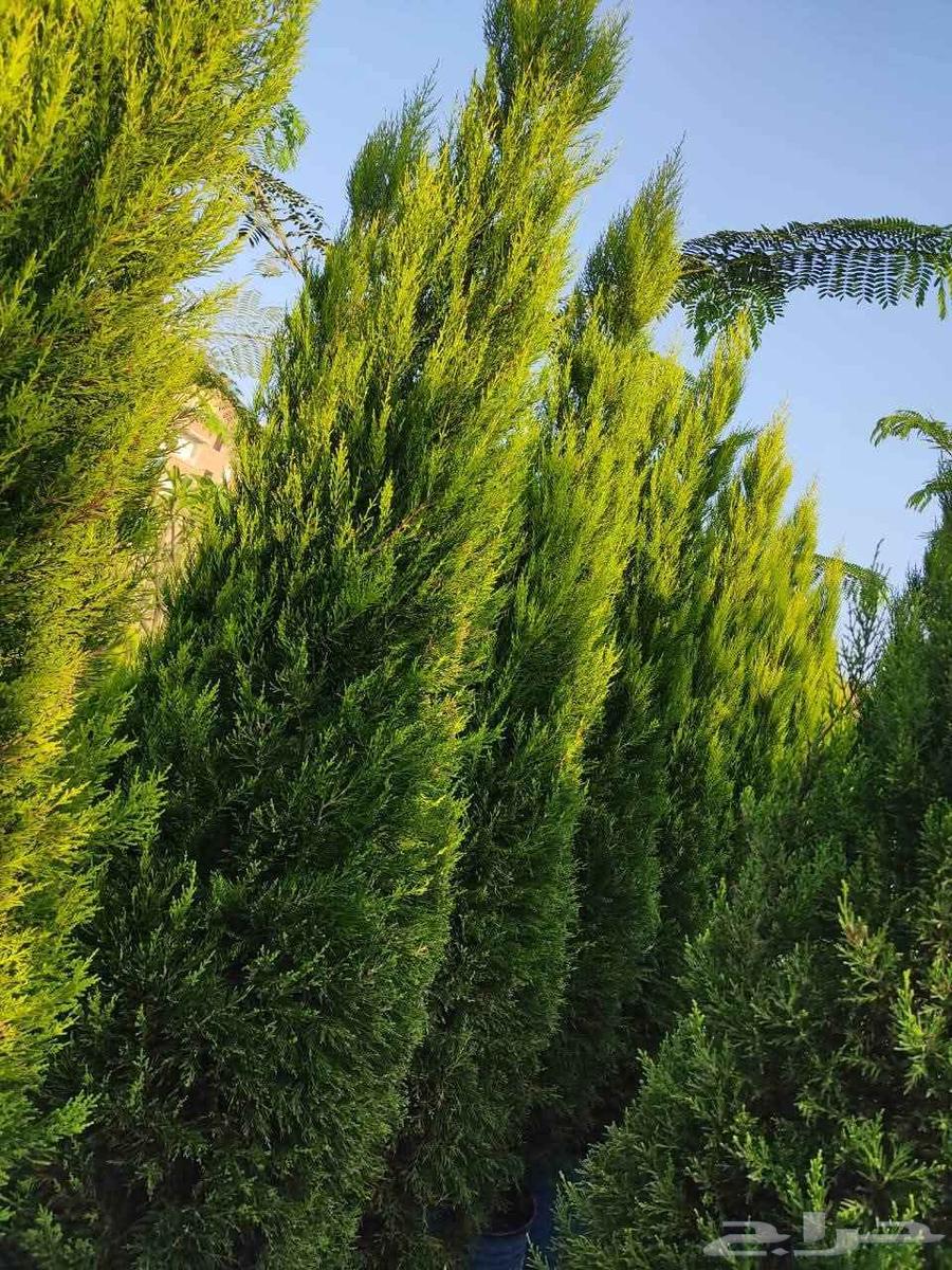 Gardens landscaping, natural grass planting and trees pruning and trimming64582755038338113