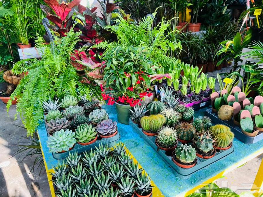 Pine Landscape Design64582708940033111