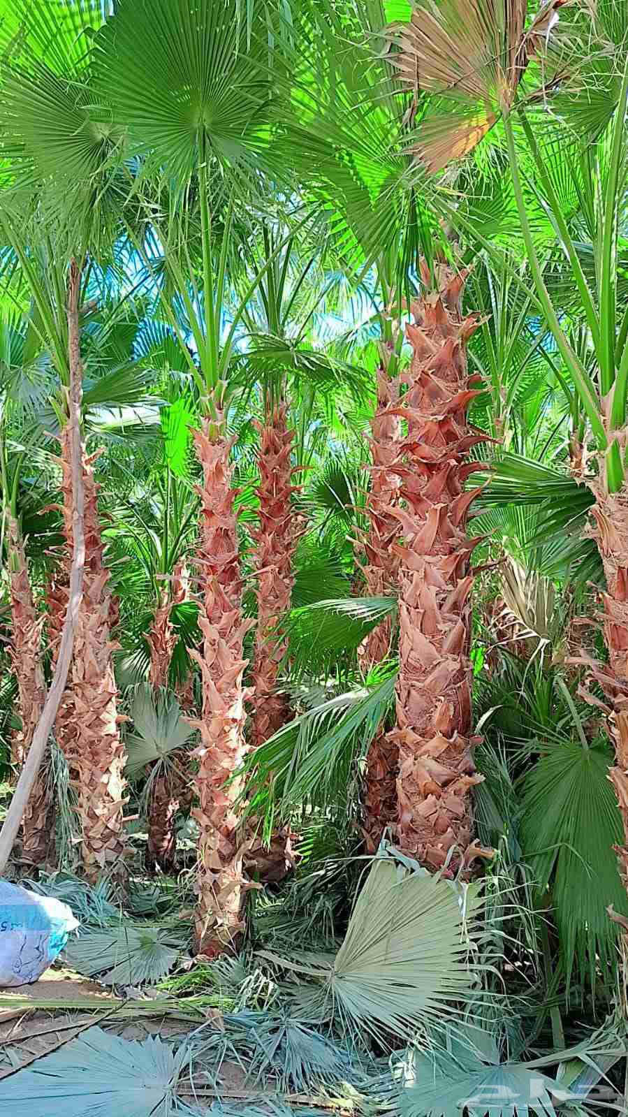 نحن واشنطني جميع المقاسات64402706116225112