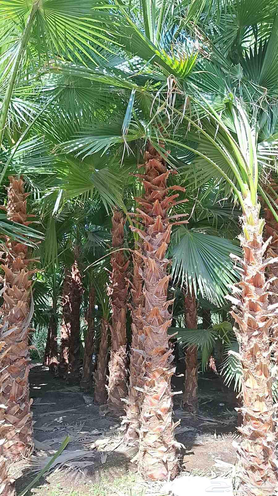 نحن واشنطني جميع المقاسات64402706116225110