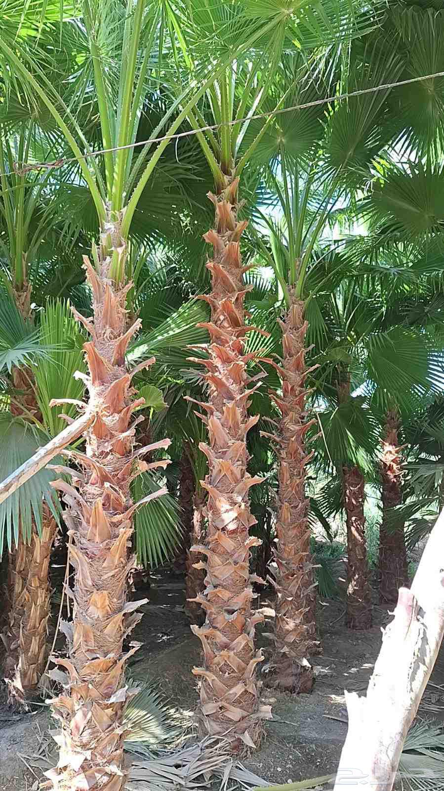 نحن واشنطني جميع المقاسات64402706116225111