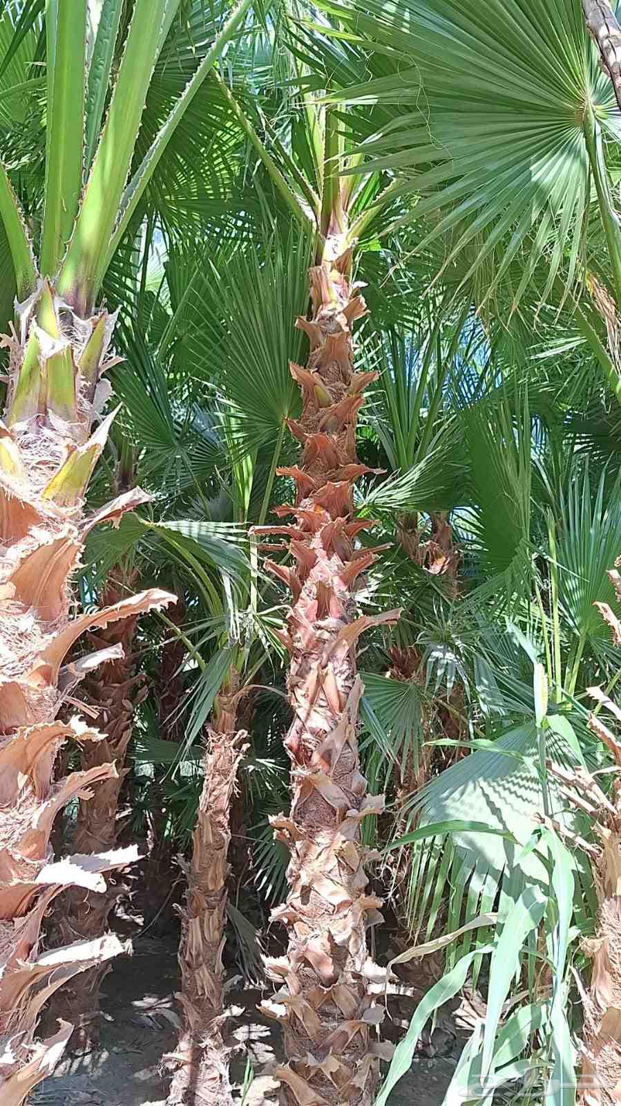 نحن واشنطني جميع المقاسات64402706116225113