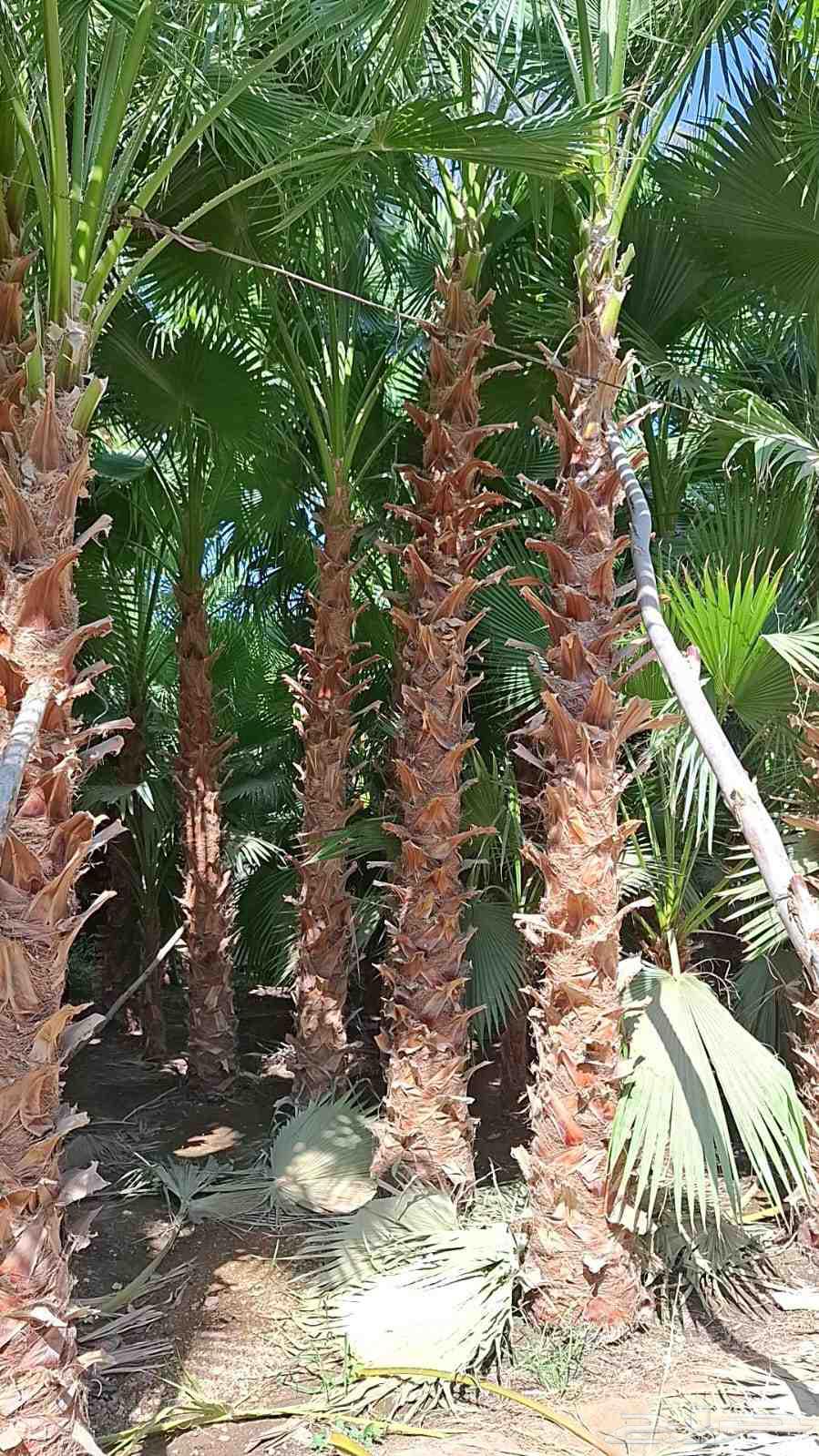 نحن واشنطني جميع المقاسات64402706116225114