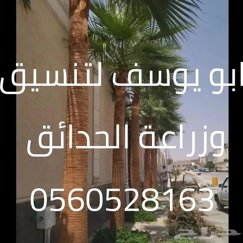 تنسيق وزراعة الحدائق وصيانتها داخل الرياض64459851867777112