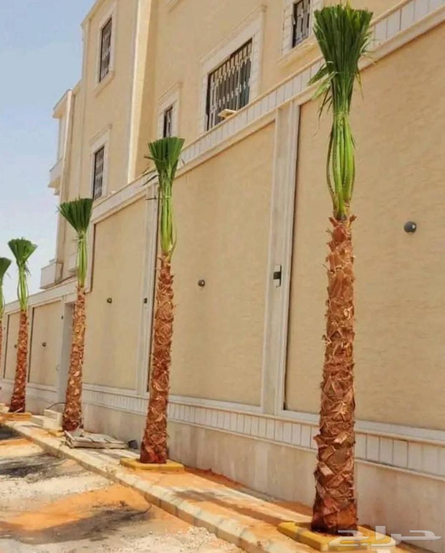 زراعه نخيل وتركيب الشبوك64327276970113113