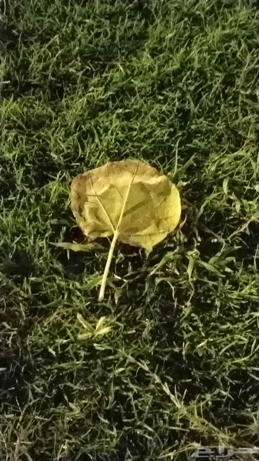 توصيل جدة ل مكة هدايا اغراض خاصة64457377896194111