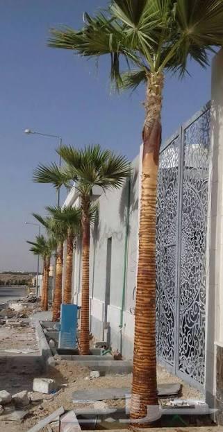 Arabic palm contractor, machine palm uprooting, planting and cleaning64359922682881112