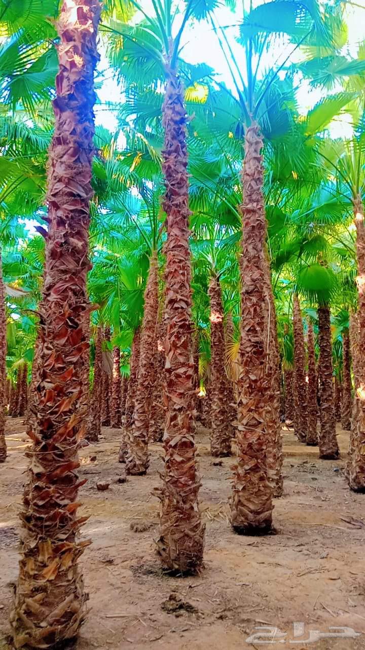 ابو اسلام لتنسيق الحدايق والنخل والتيل الطبيعي والصناعي64402789876611112