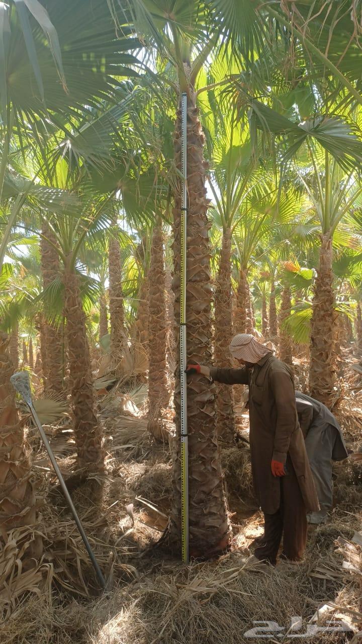 ابو اسلام لتنسيق الحدايق والنخل والتيل الطبيعي والصناعي64402789876611111