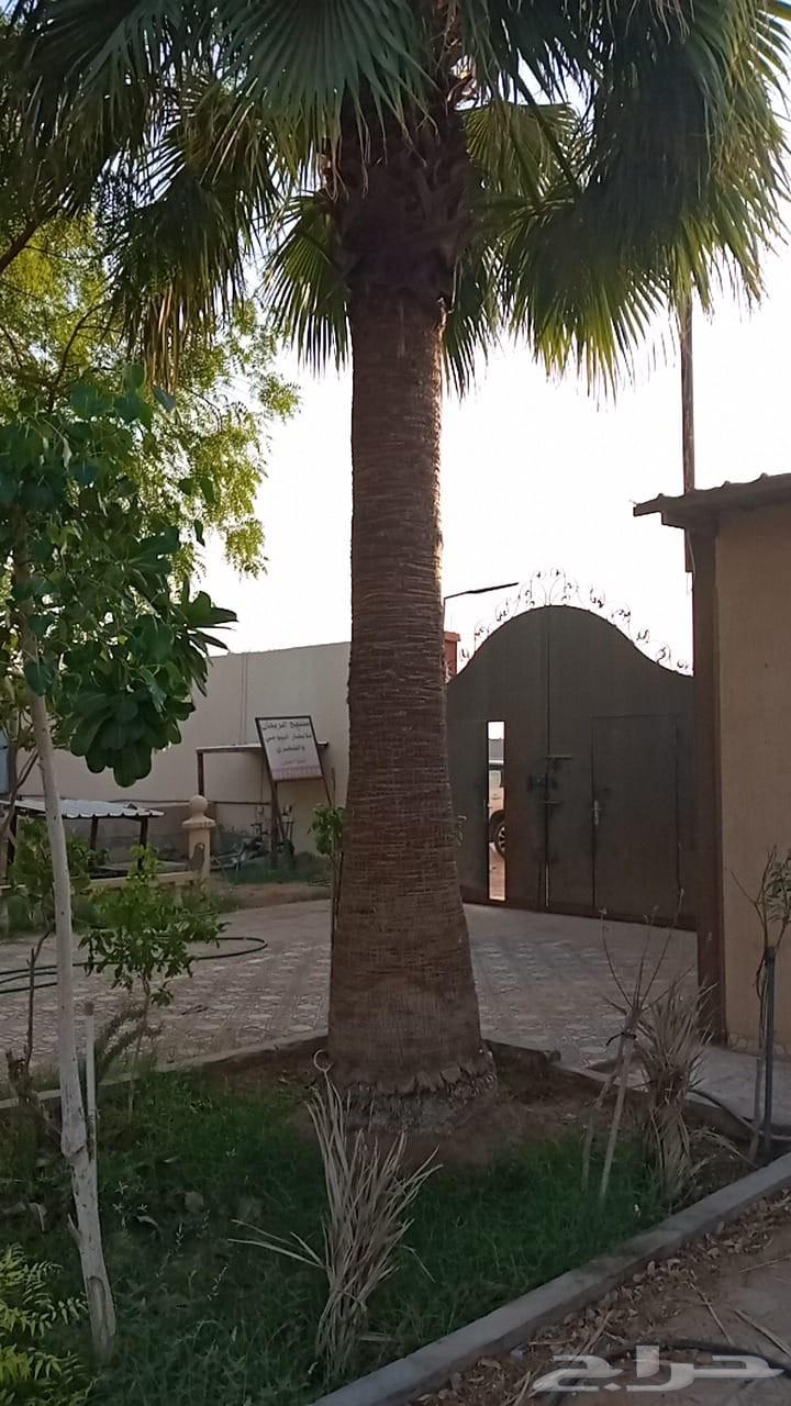 ابو اسلام لتنسيق الحدايق والنخل والتيل الطبيعي والصناعي64402789876611110