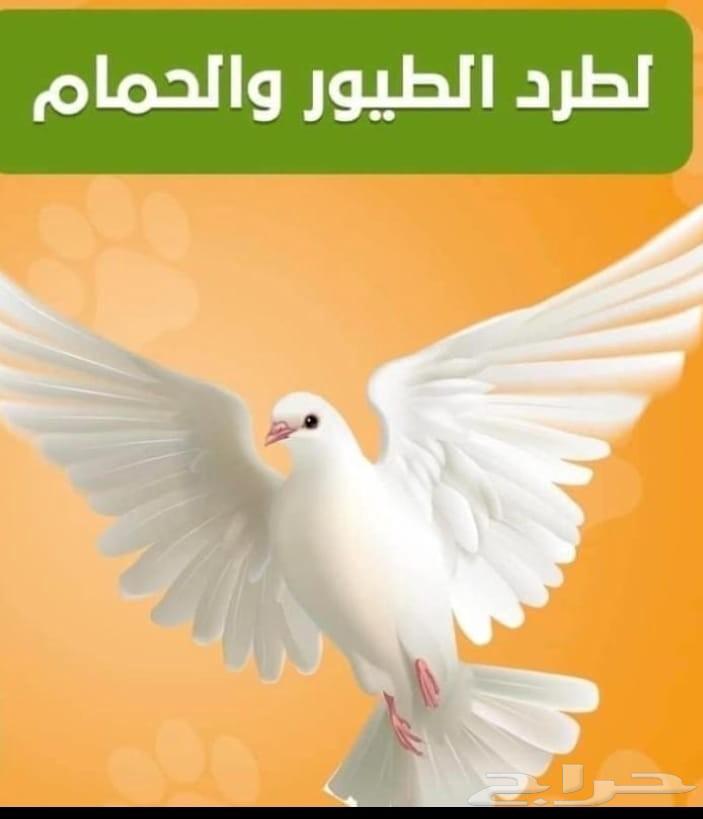 Pigeon Repellent Company Installing Nets and Spikes to Prevent Pigeons, Birds, and Cats64560487382017110