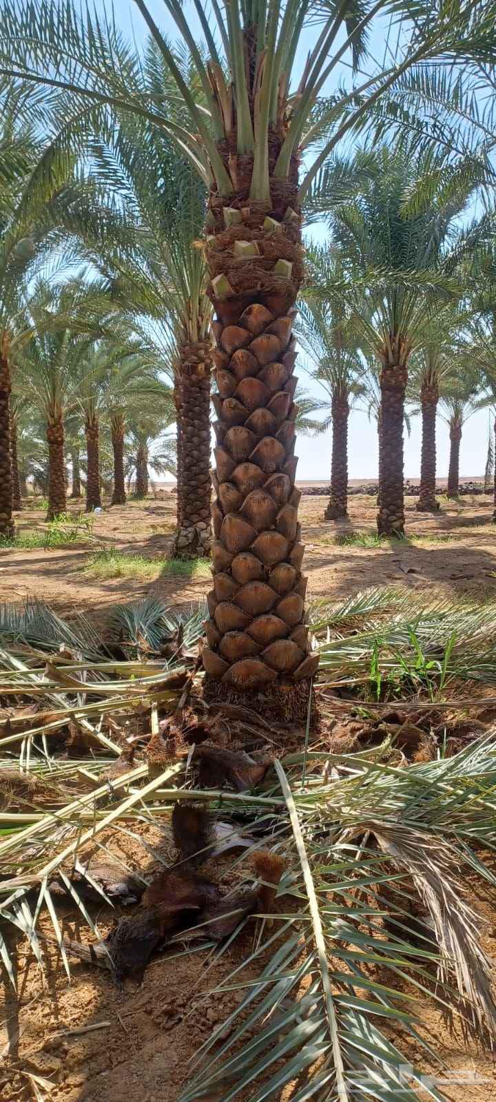 تنضيف نخل العربي وتكريب قلع فروخ وغرسها64512705839107110