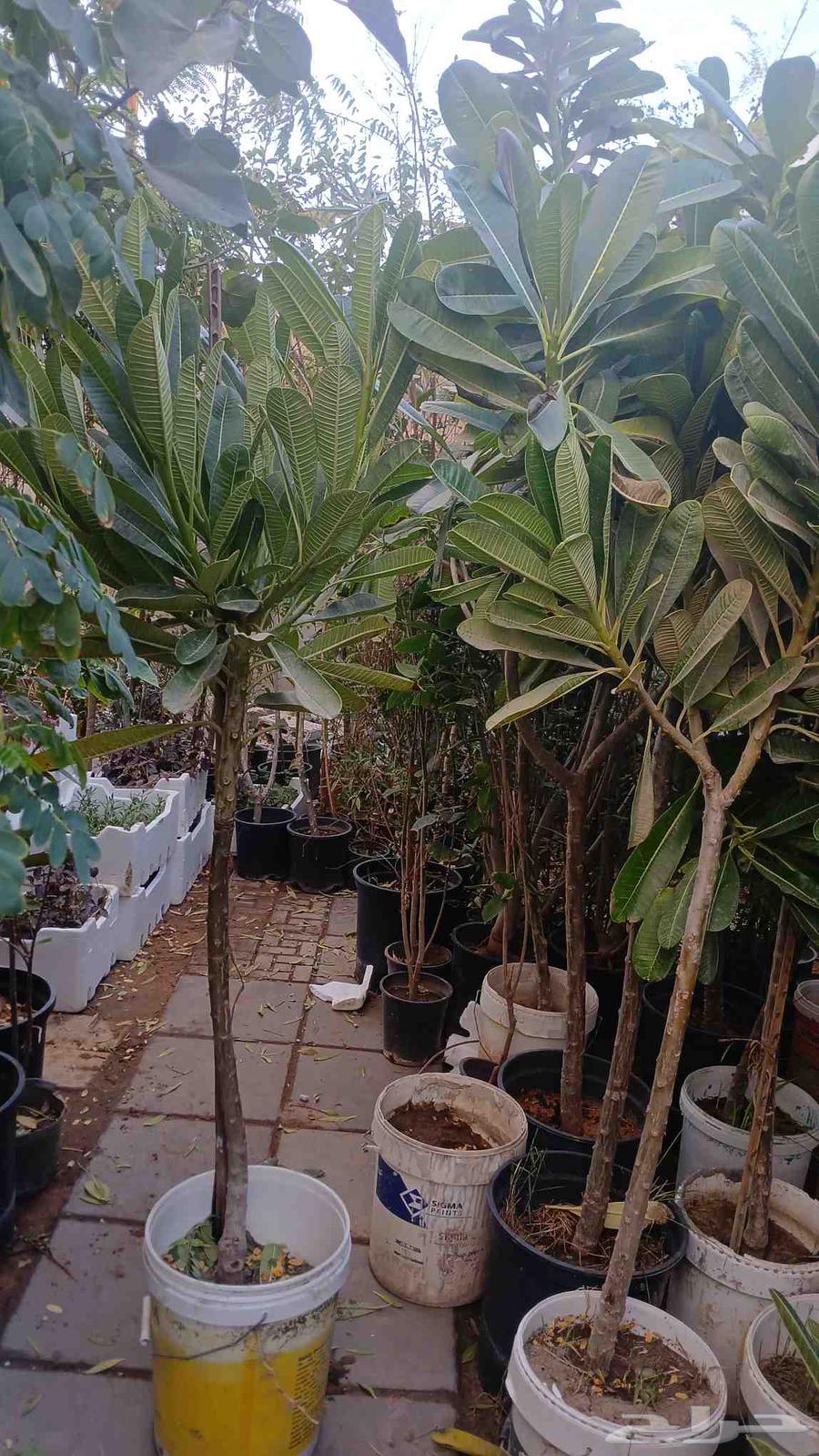 يوجد لدي جميع أنواع الأشجار واالتيل الطبيعي64349906188034111