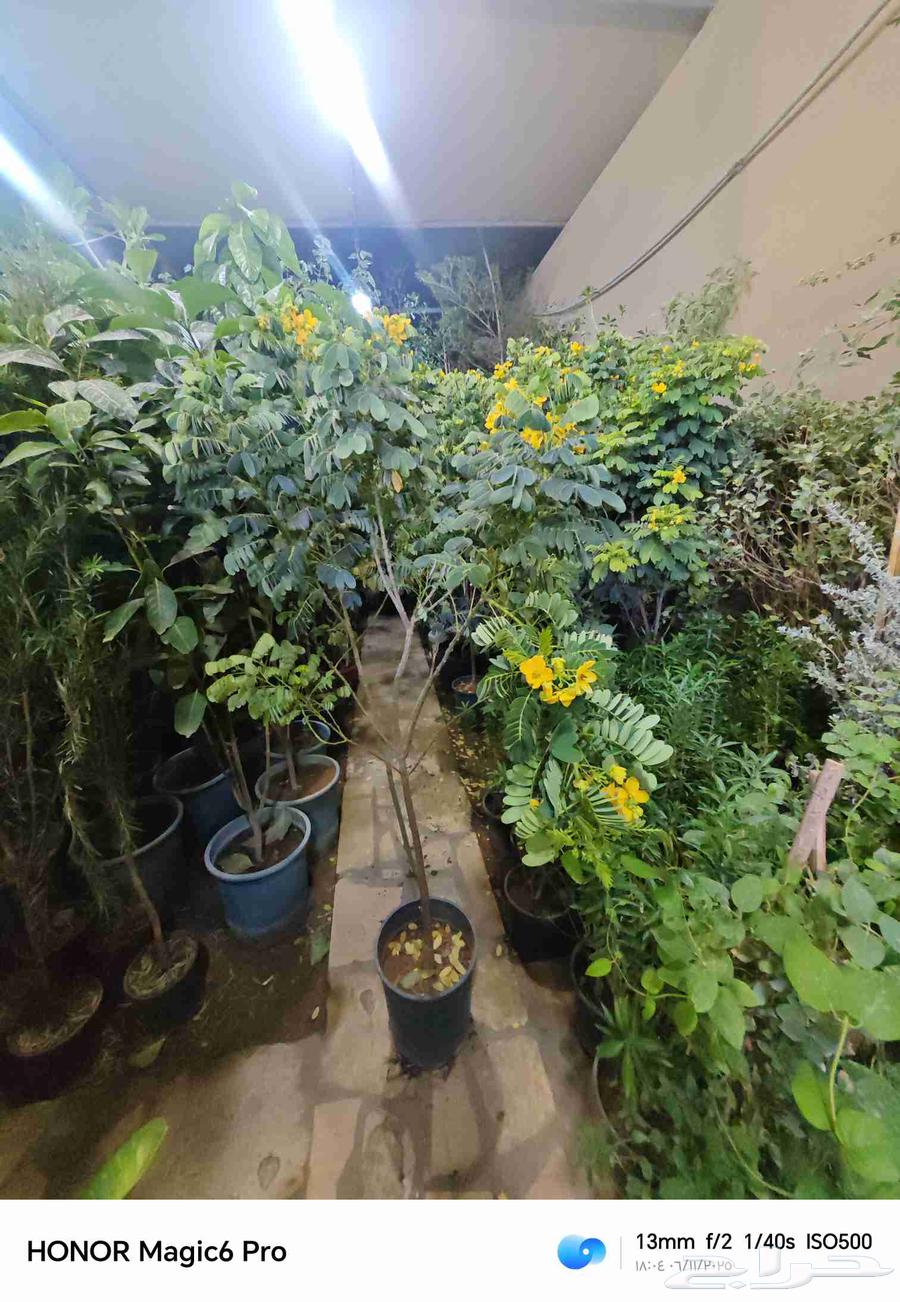 الزراعة الثيل الطبيعي وتركيب شبكات الري العادي والاتوماتيك64354924256514111