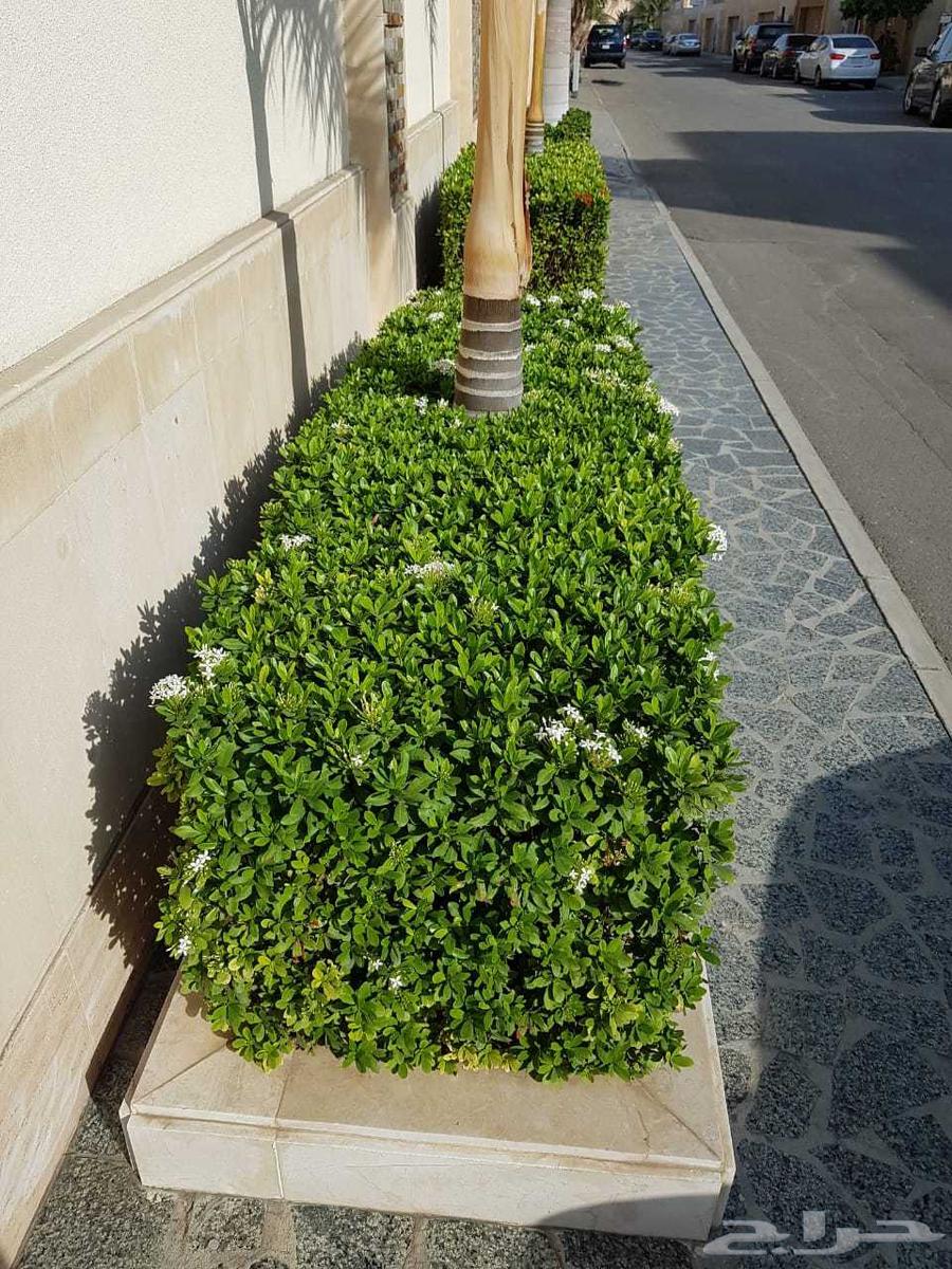 تنسيق حدائق جدة64402927225474112