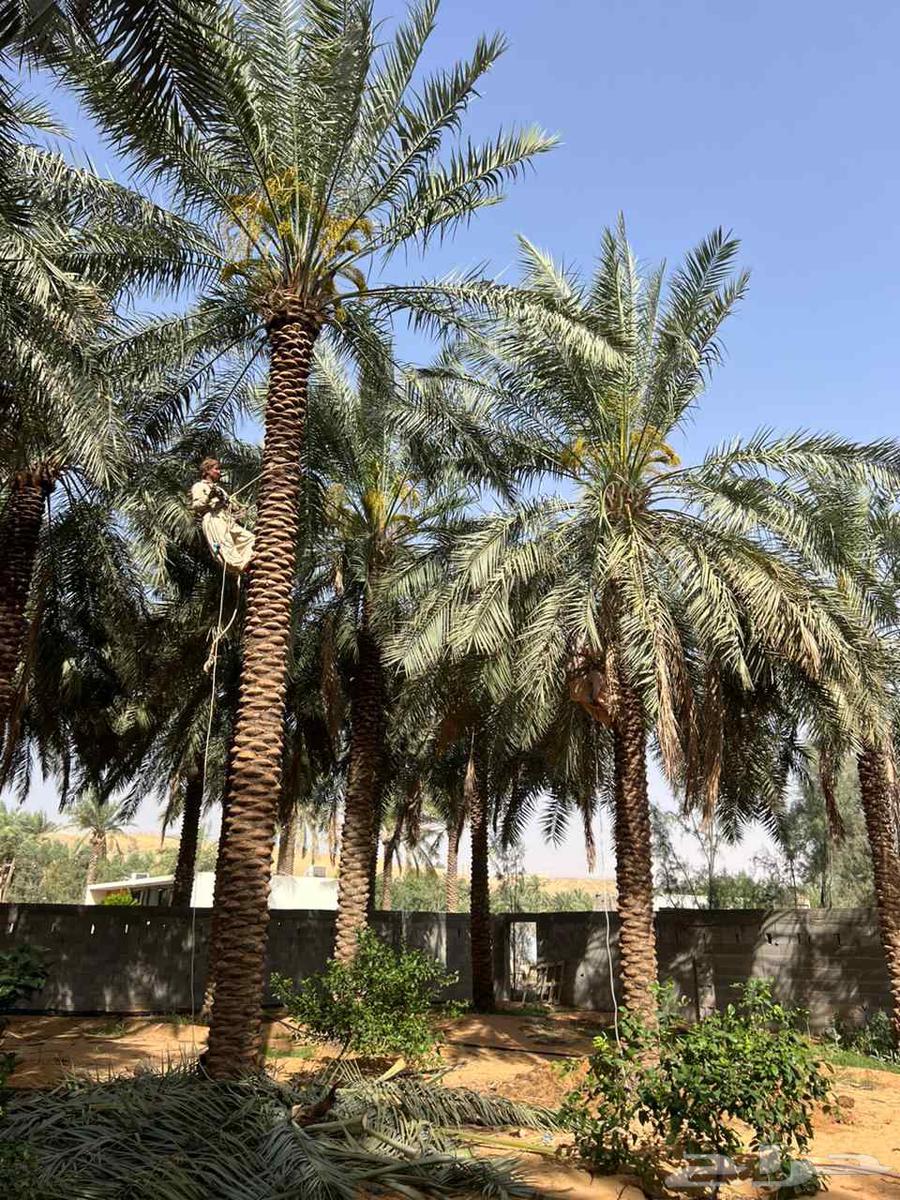Palm trees for sale in all types and sizes64349922376833111