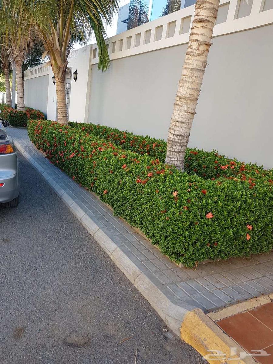 تنسيق حدائق جدة64402927225474111