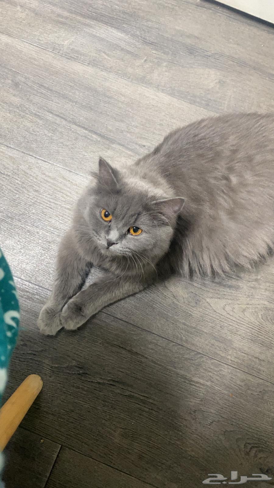 قطط للتبني المؤقت64589729157378110