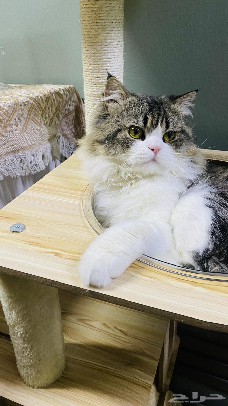 قطط للتبني المؤقت64589729157378112