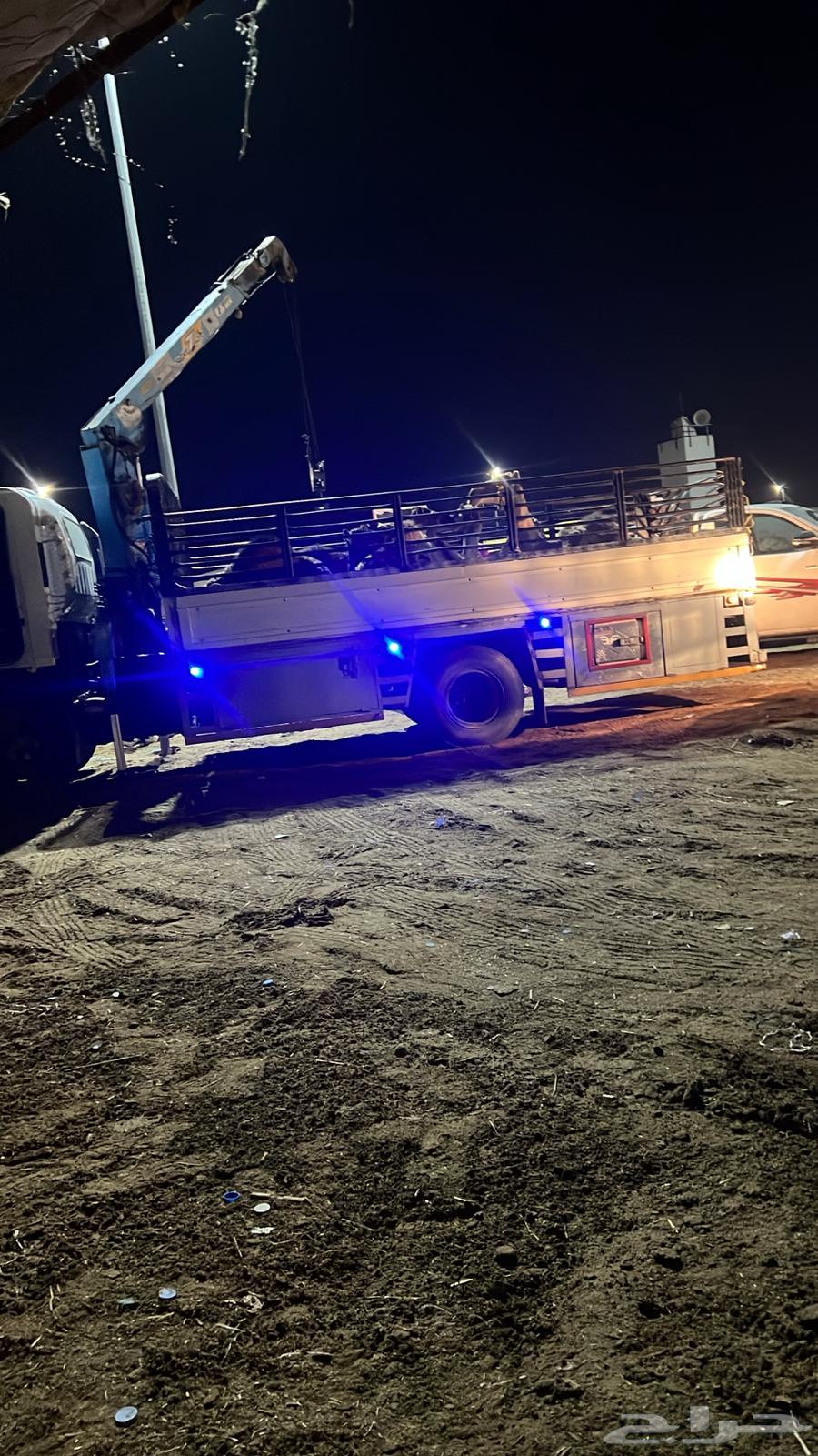 دينا ونش64594052776066110