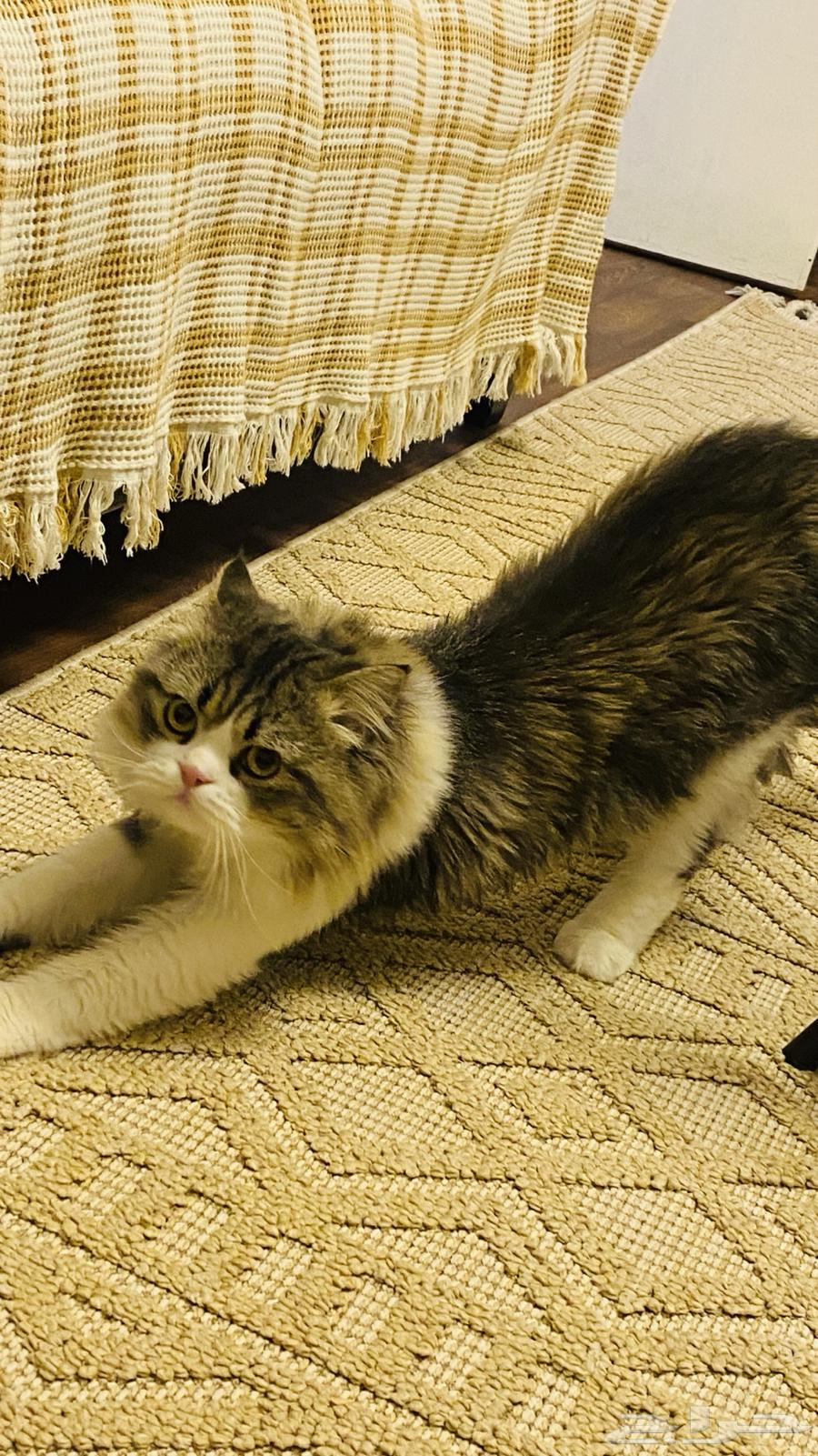 قطط للتبني المؤقت64589729157378113