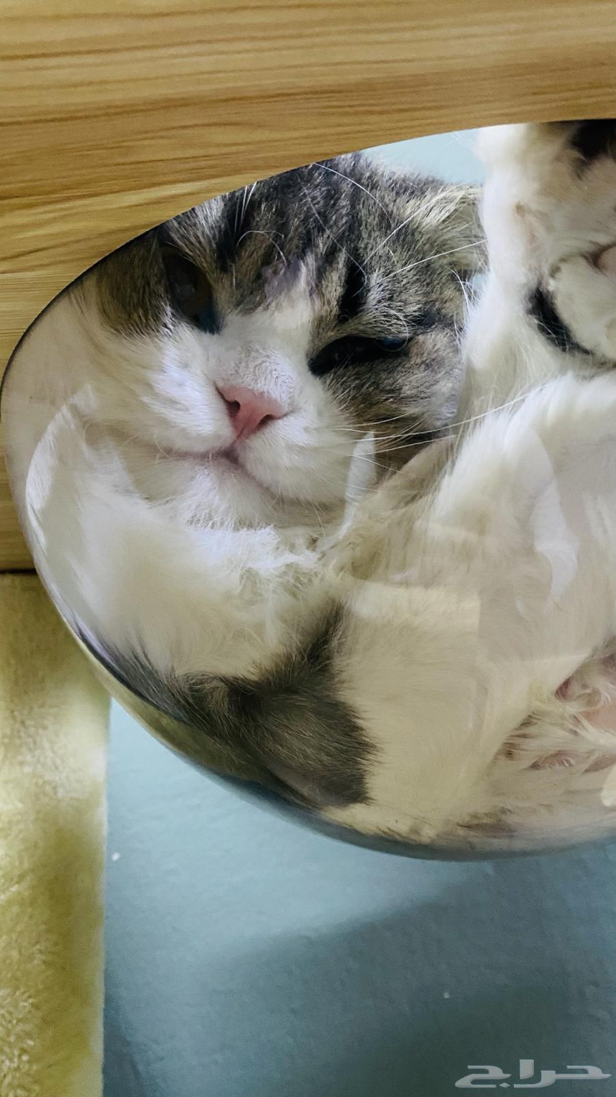 قطط للتبني المؤقت64589729157378114