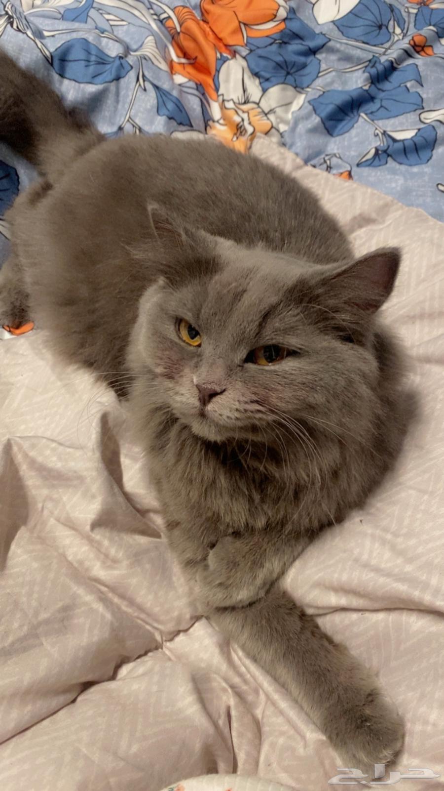 قطط للتبني المؤقت64589729157378111