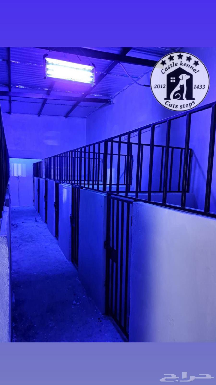 فندقة وتدريب كلاب64668940154113112