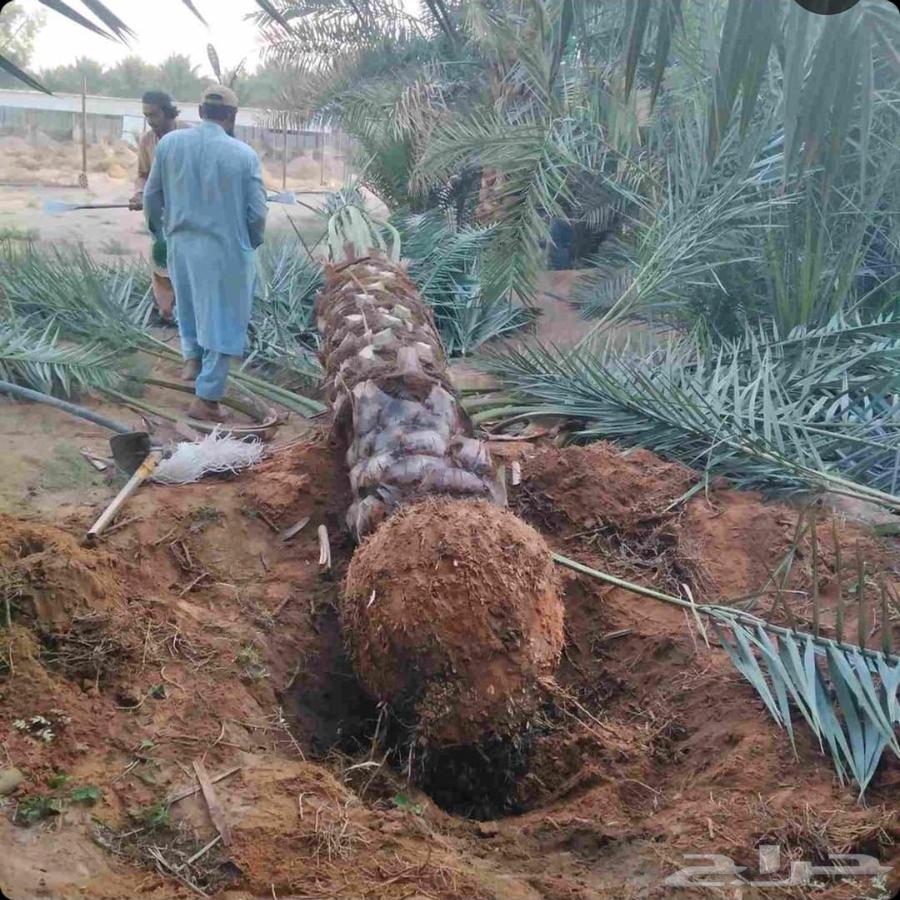 Palm tree excavation, palm tree planting, palm tree removal, tree cutting, tree removal, crane lifting, tree relocation64594196762498112