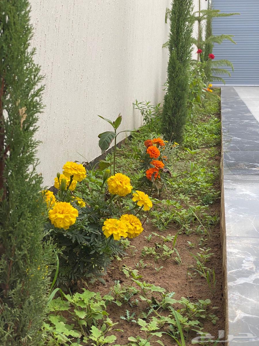 فلل طويق الوادين للايجار اليومي والشهري64589655496449112