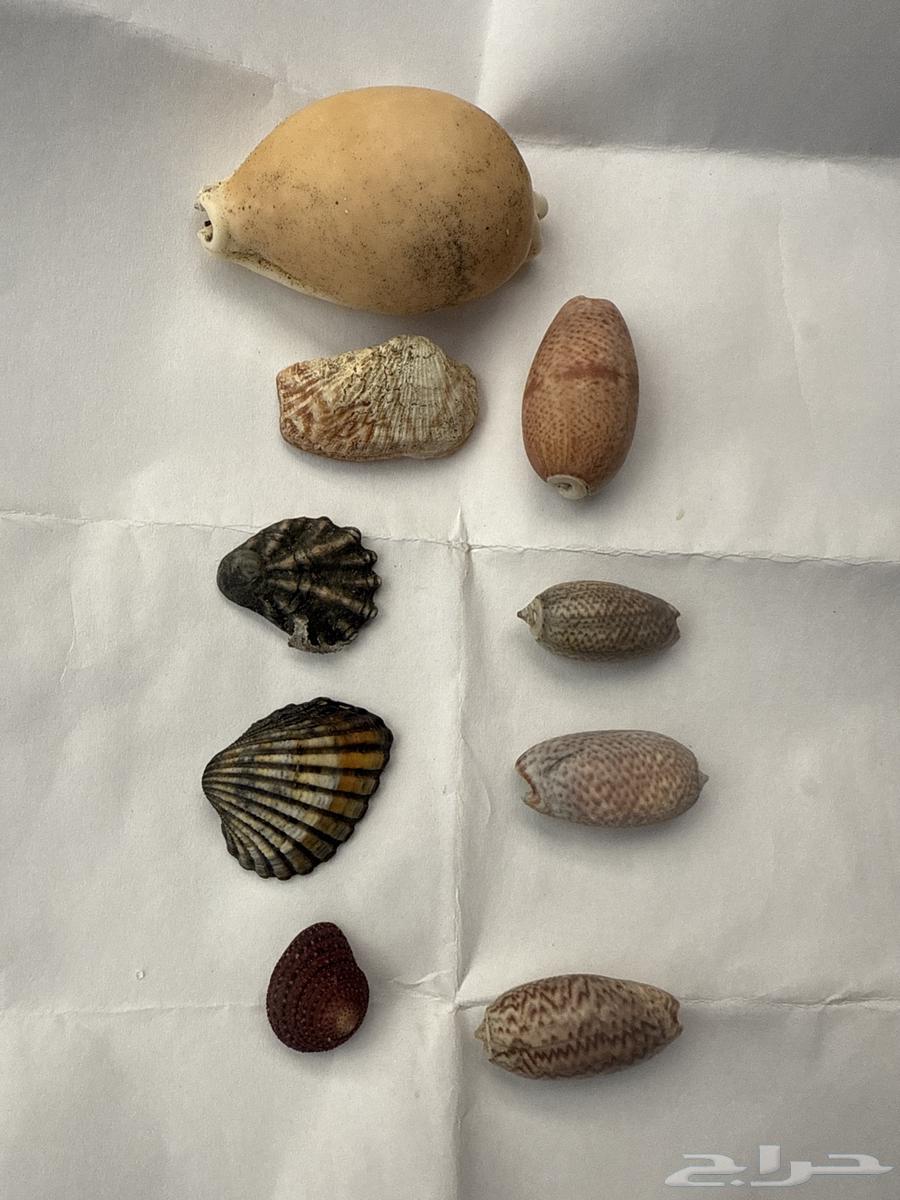 صدف بحر هل له قيمه64594180365059110